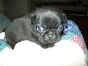 Pug  puppies for sale.