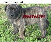 BULL MASTIFF EXCELLENT QUALITY PUPPIES  FOR  SALE @ 9999865594