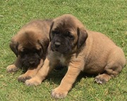 BULL MASTIFF EXCELLENT QUALITY PUPPIES  FOR  SALE 